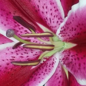 Meet your Posher, Karen